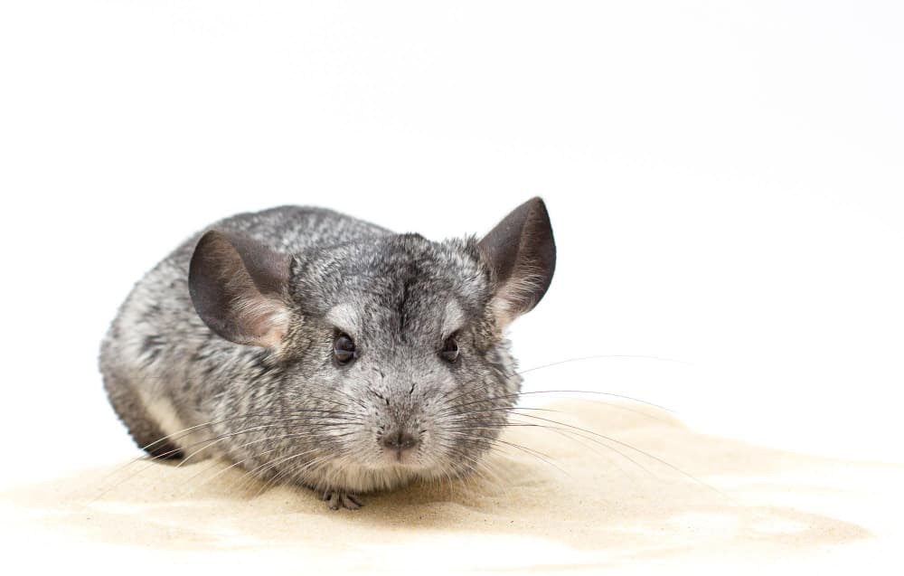 Chinchila