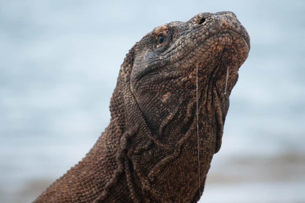 closer look komodo dragon that only lives flores island indonesia protected habitat komodo national park