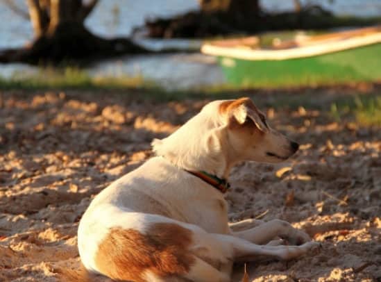 cão deitado