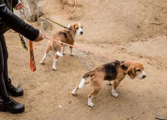 como ensinar seu cachorro a cruzar