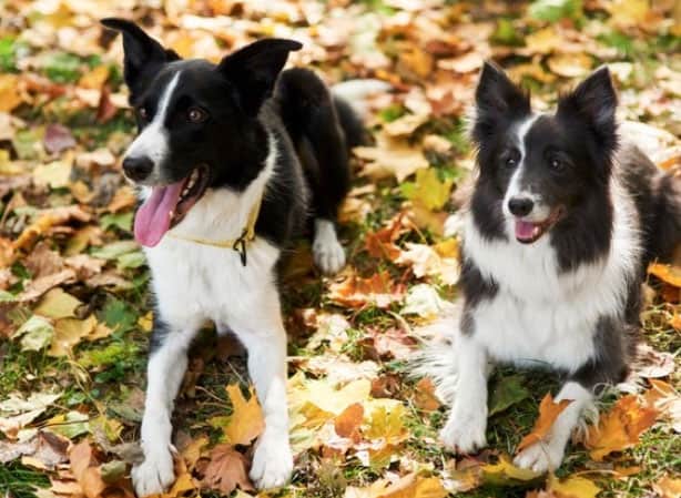 dois cães