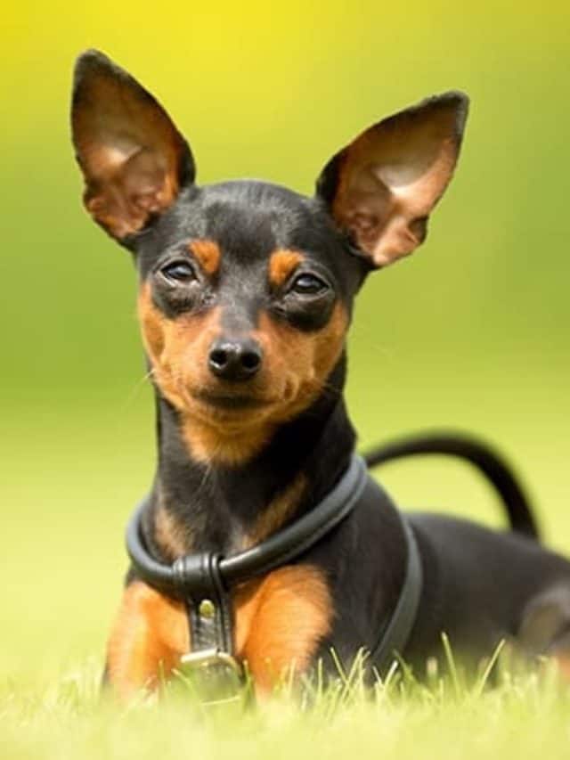 Cães que se dão bem com Chihuahuas: 10 Raças. Confira! 8 cães que se dão bem com Chihuahuas