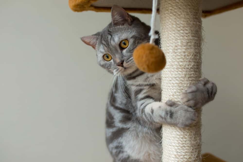 bolas de pelo no estômago do gato