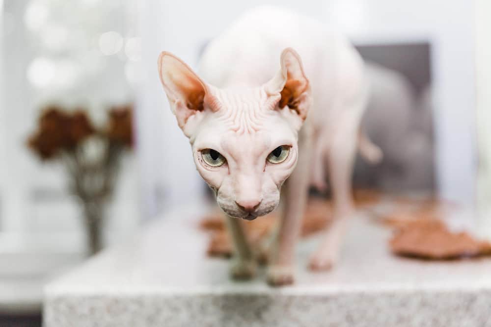 bolas de pelo no estômago do gato