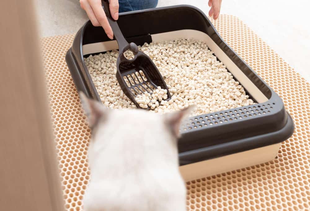 female hands cleaning cat litter box with scoop pet care hygiene concept blurred foreground