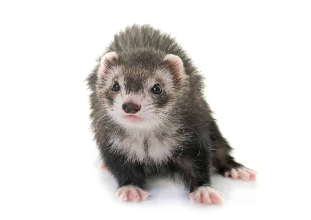 ferret studio