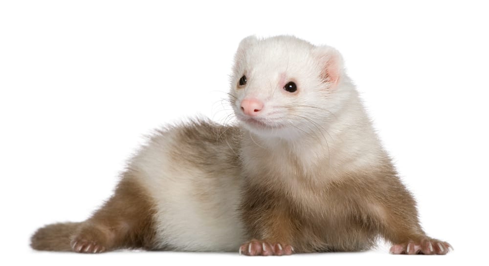 ferret