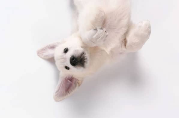 cão deitado