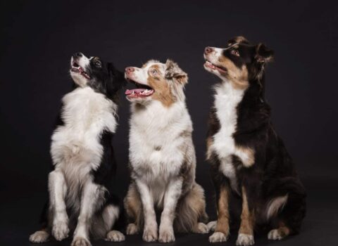 vários cachorros