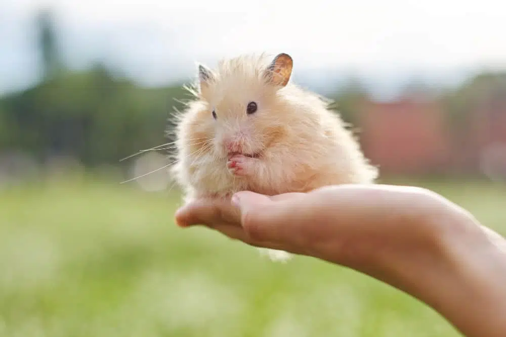 Hamster Sírio