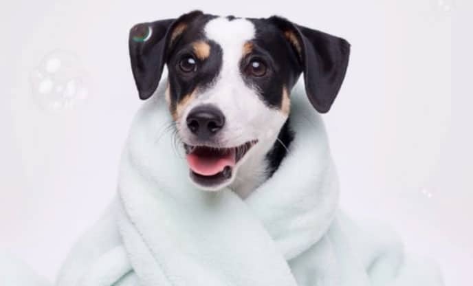 cachorro enrolado na toalha
