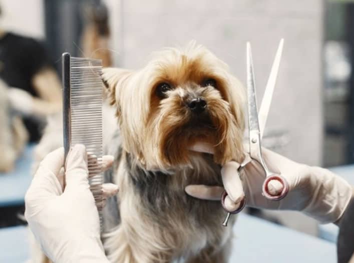 Higiene do cachorro - Com o que se preocupar? O que fazer para mantê-lo limpo? 4 higiene do cachorro