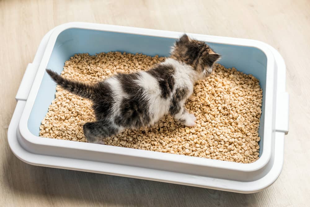 caixa de areia de gato