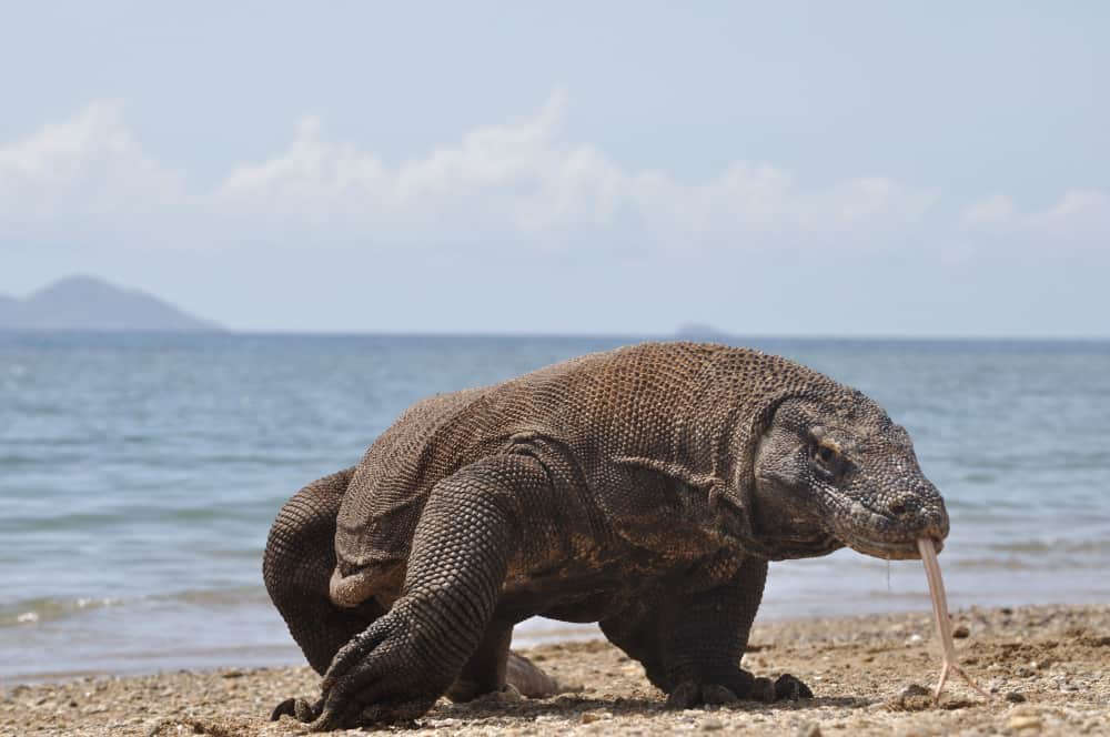 komodo dragon komodo national park flores indonesia 1