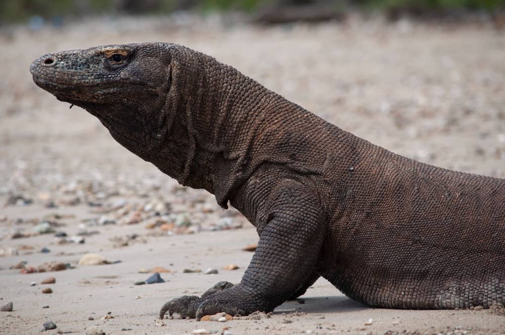 Dragão de Komodo