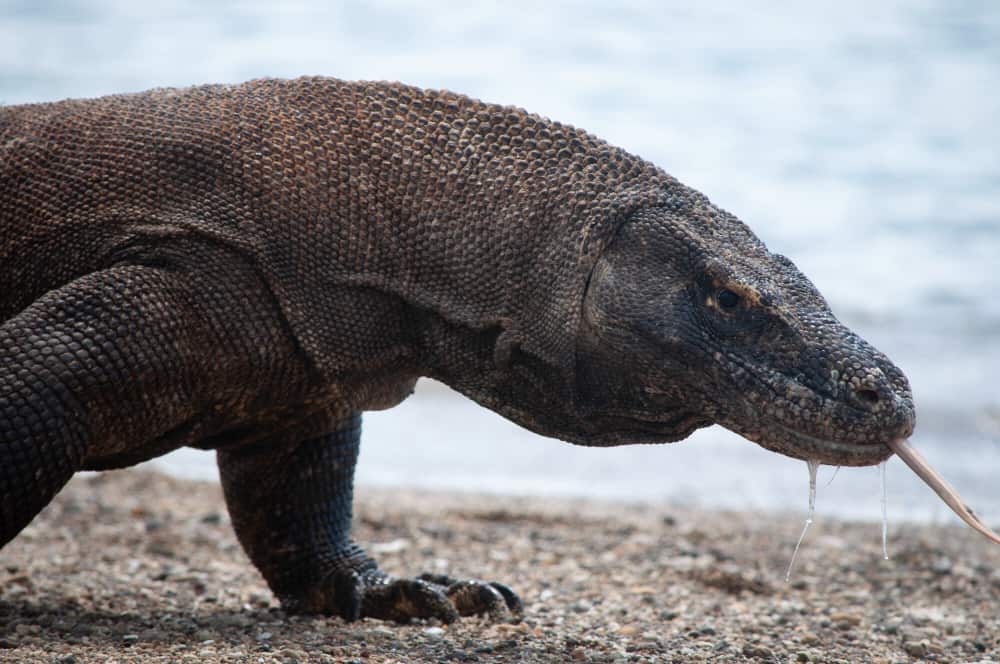 komodo dragon komodo national park flores indonesia