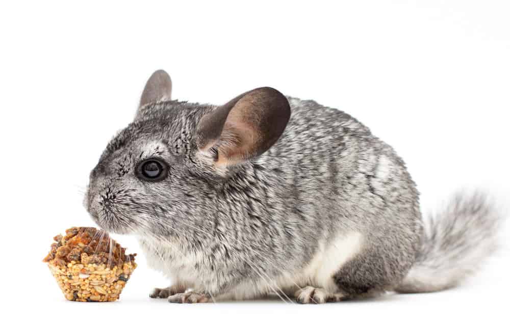 Chinchila
