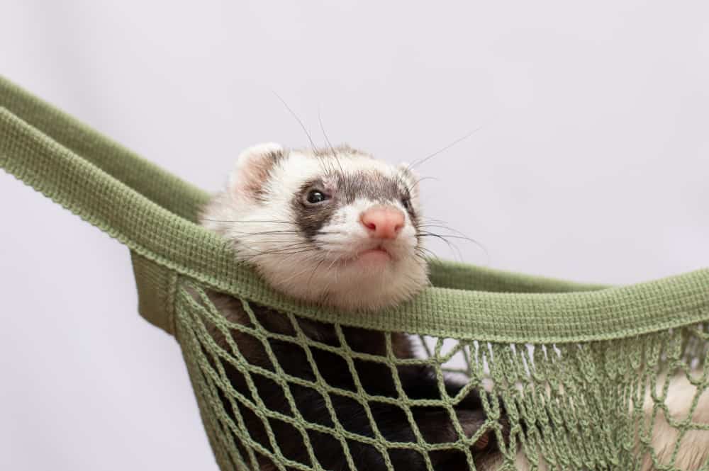 little ferret rest his home