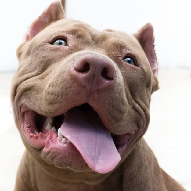 Pitbull Monster