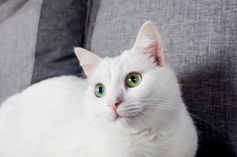 portrait cute turkish angora cat