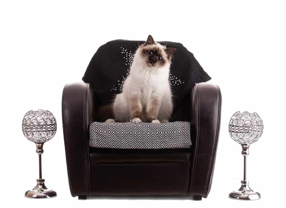 Sagrado da Birmânia: tudo sobre comportamento, saúde e cuidados 2 Sagrado da Birmânia