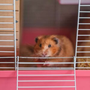 Hamster Sírio