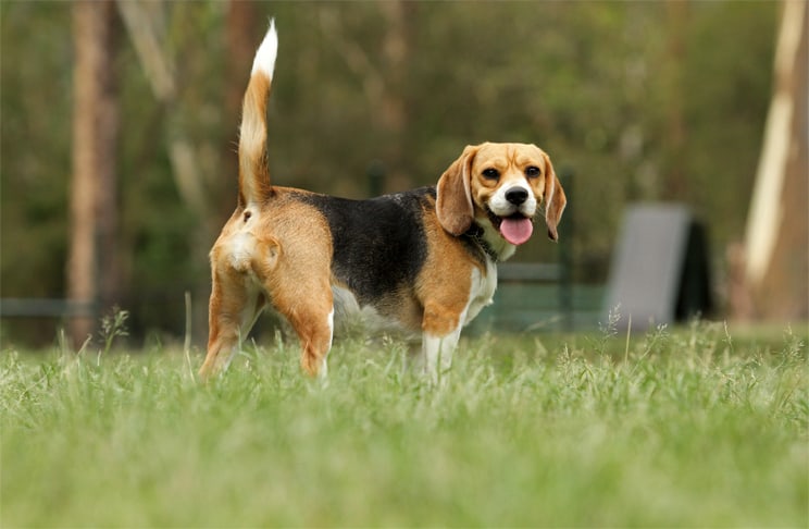 voce-sabia-que-cortar-rabo-de-cachorro-e-errado