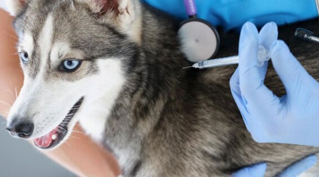 Automedicação em cachorros