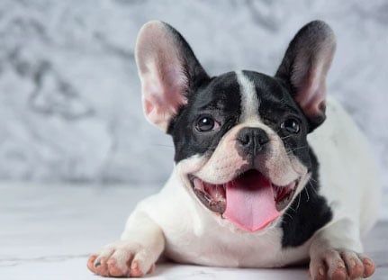 cachorro com a língua de fora