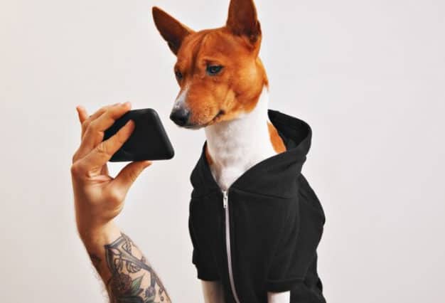 Características dos Basenji