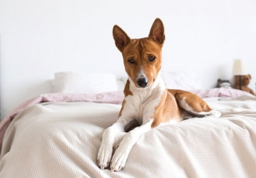 Características dos Basenji