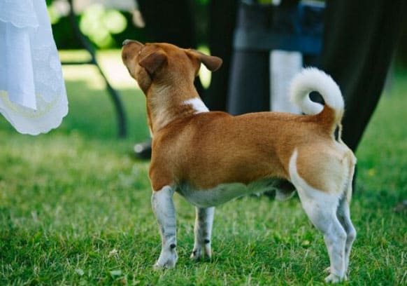 cão no parque