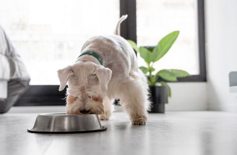 cão comendo