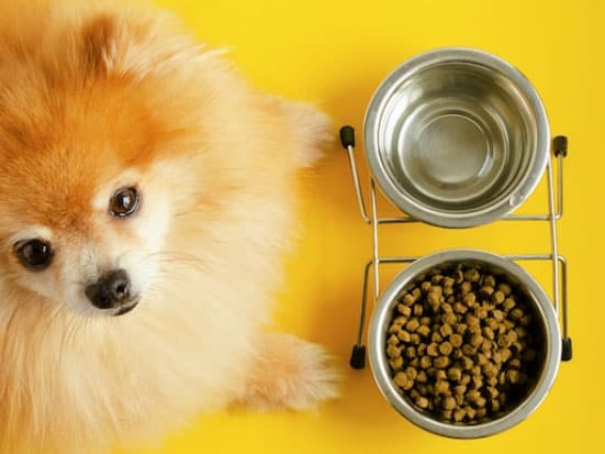Comedouro elevado faz bem para o cachorro