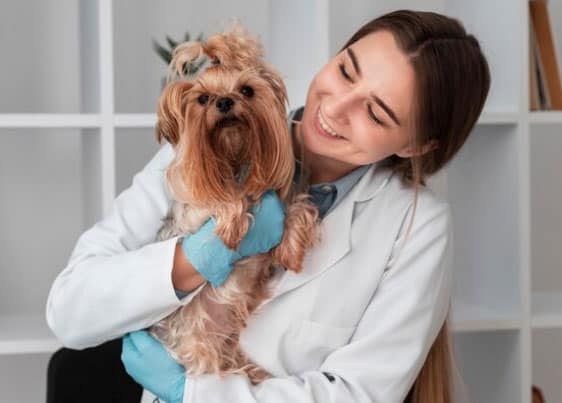 erros comuns ao cuidar de animais