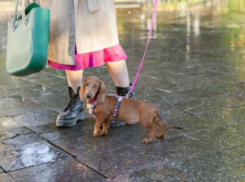 Gastar energia do cachorro em dia de chuva