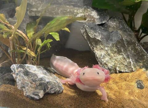 axolote