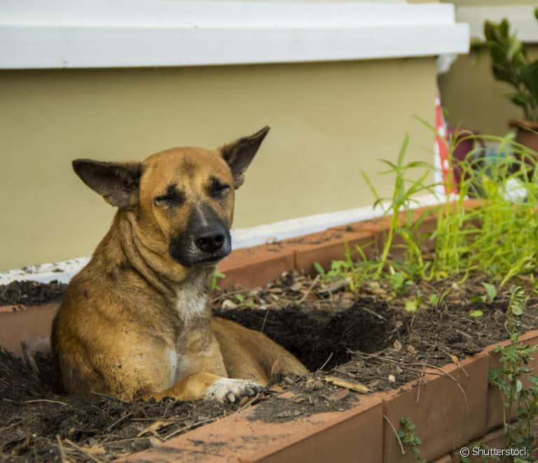 cachorro-cavando--2