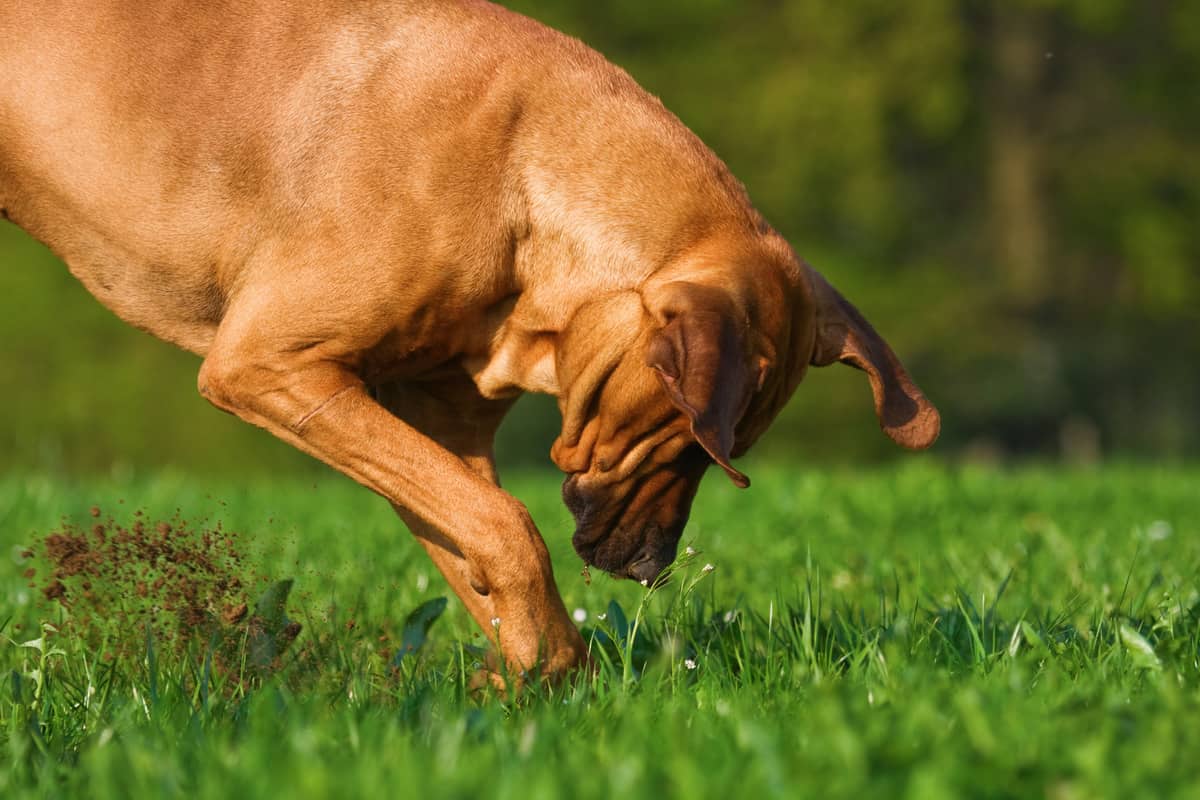 Rhodesian Ridgeback is digging in the grass