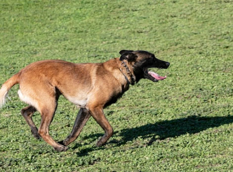 Como escolher um serviço de adestramento