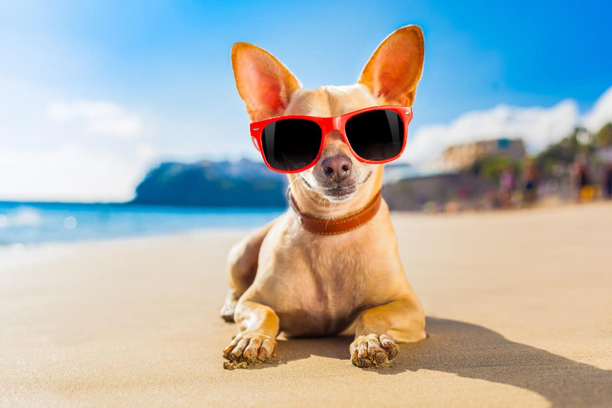 A raça do cachorro influencia sua personalidade? 2 cuidados-com-cachorro-verao