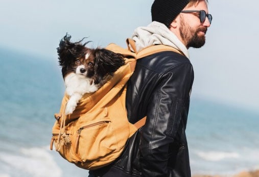 cão na mochila