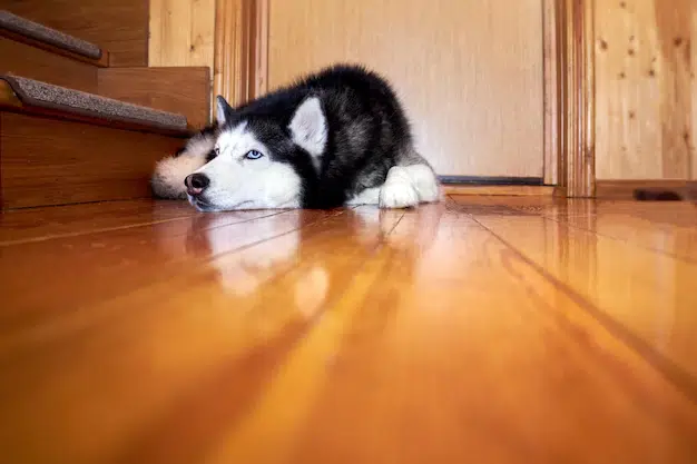 Por que o cachorro está deitado na porta? 1 cachorro dormindo na porta