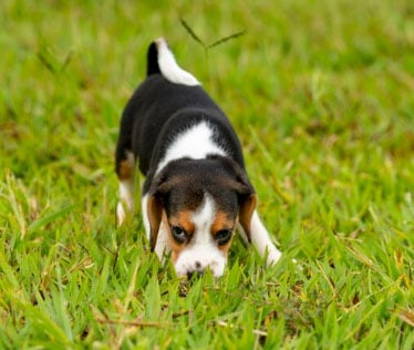 cão cheirando a grama