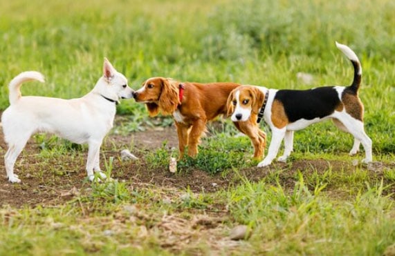 cachorros se conhecendo