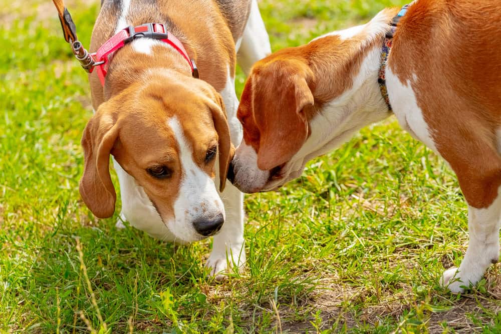 raças de cães que são totalmente diferentes