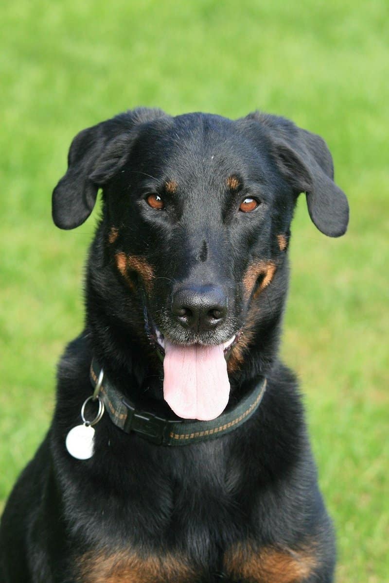 raças misturadas de Rottweiler
