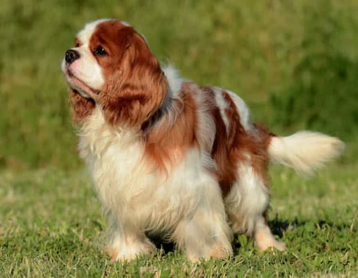 Características do Cavalier King Charles Spaniel