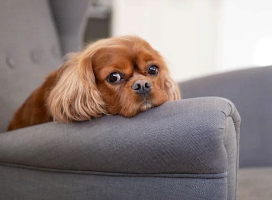 Características do Cavalier King Charles Spaniel