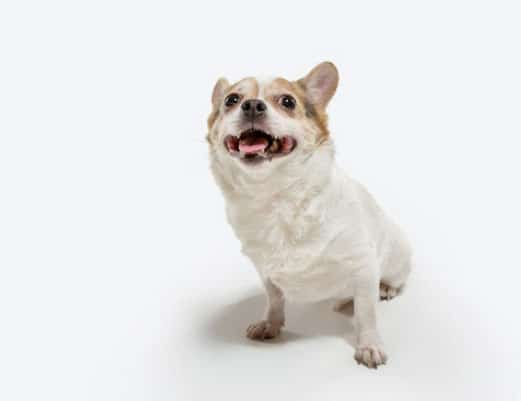 Características do Chihuahua